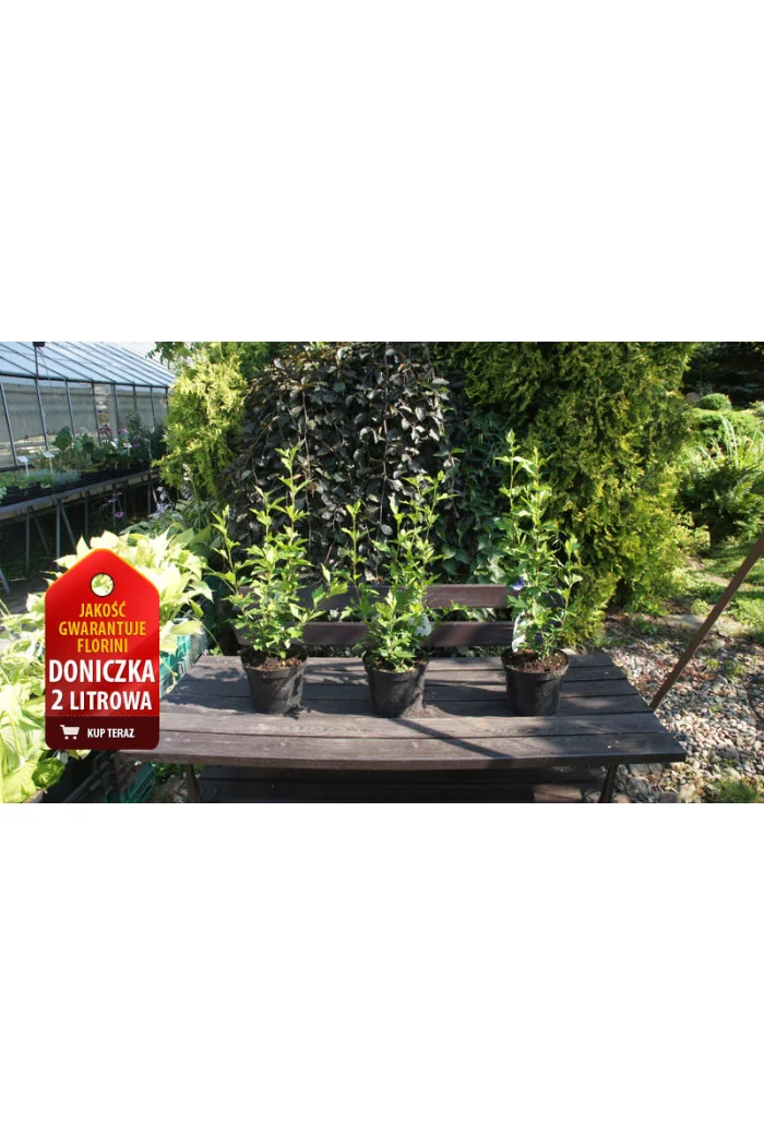 Ketmia syryjska 'Hamboo' Hibiscus syriacus