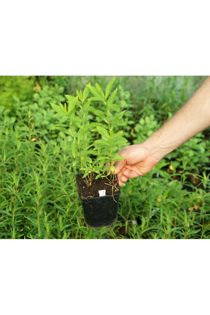 Floks wiechowaty 'Flame Pro Purple' | Phlox panniculata