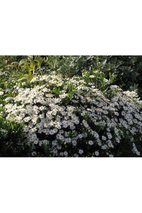 Aster żeniszkowaty 'Starshine' | Aster ageratoides