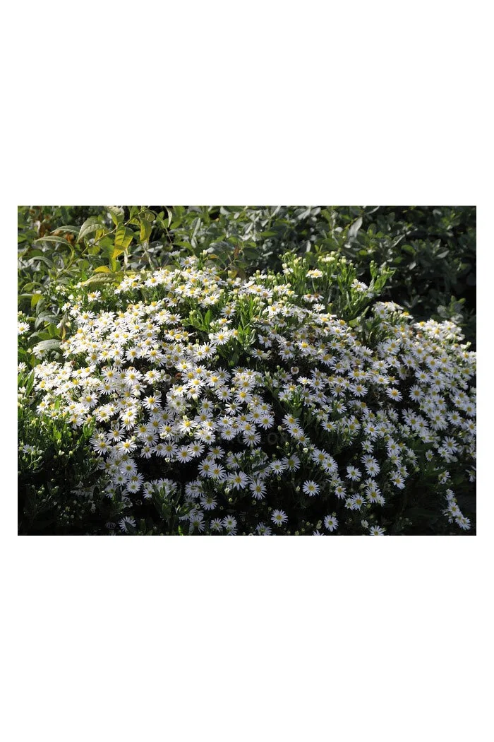 Aster żeniszkowaty 'Starshine' | Aster ageratoides