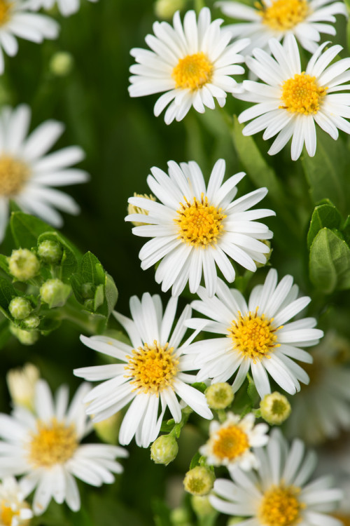 Aster żeniszkowaty 'Starshine' | Aster ageratoides