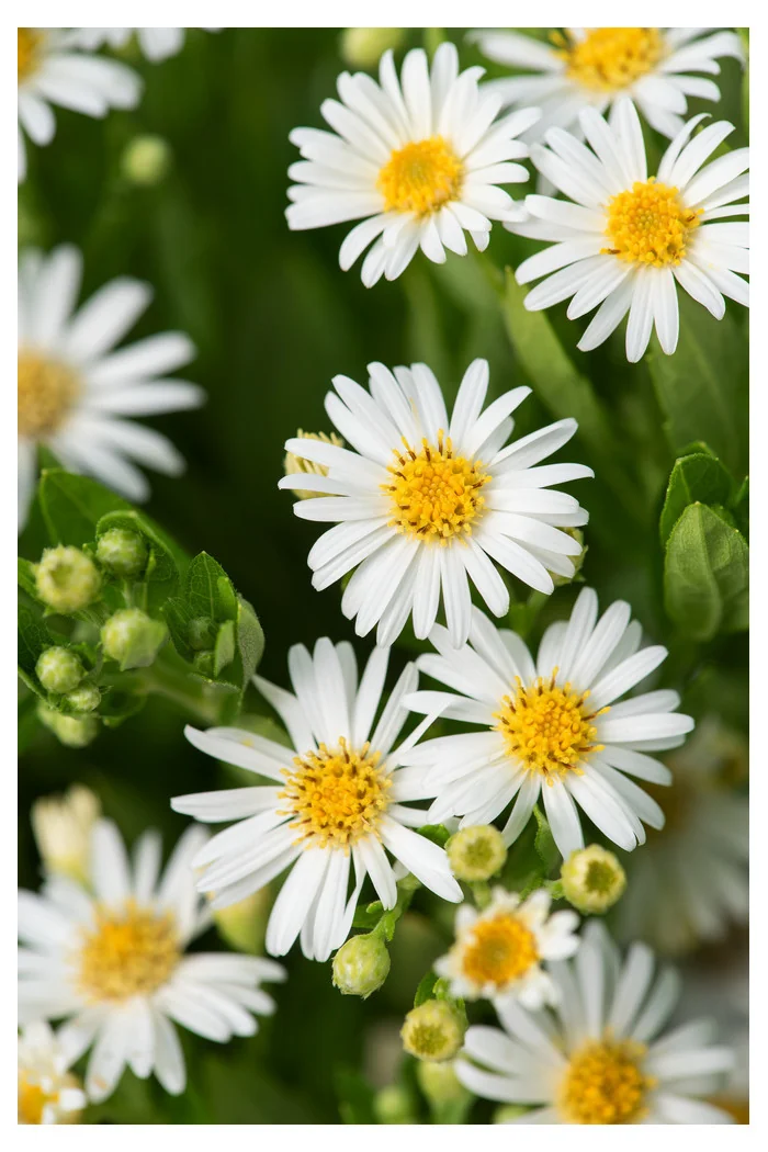 Aster żeniszkowaty 'Starshine' | Aster ageratoides