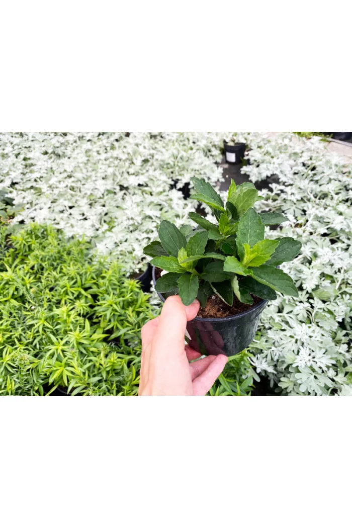 Aster żeniszkowaty 'Starshine' | Aster ageratoides