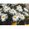 Złocień 'Sweet Daisy Cher' Leucanthemum x superbum