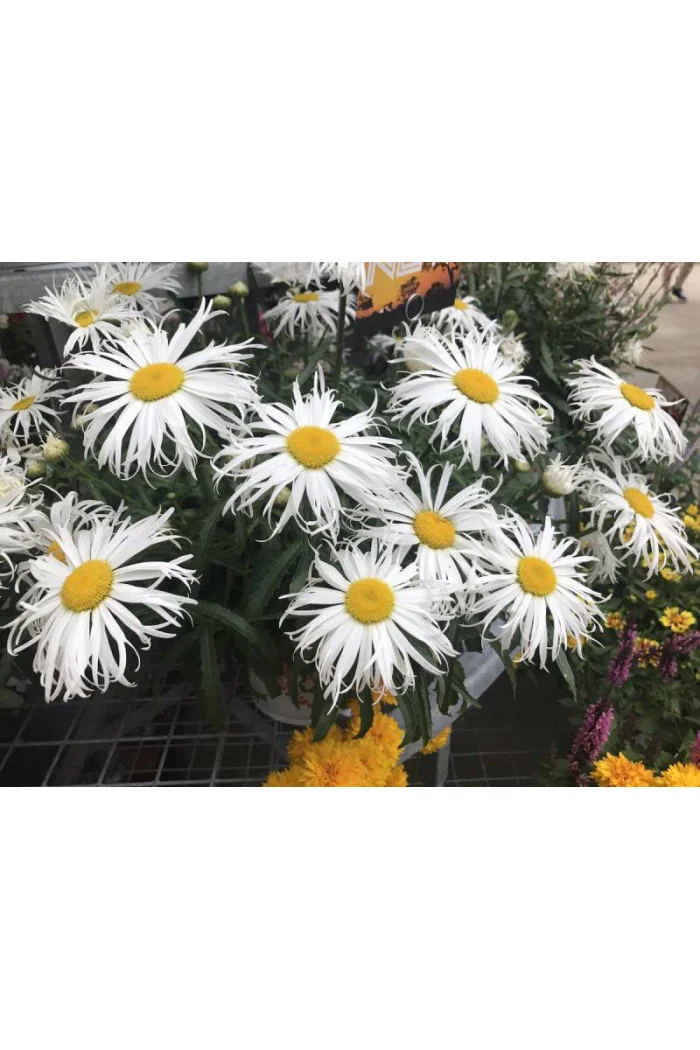 Złocień 'Sweet Daisy Cher' Leucanthemum x superbum