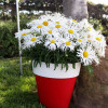 Złocień 'Sweet Daisy Cher' Leucanthemum x superbum