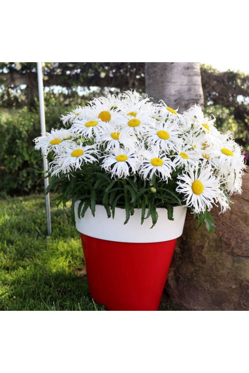 Złocień 'Sweet Daisy Cher' Leucanthemum x superbum