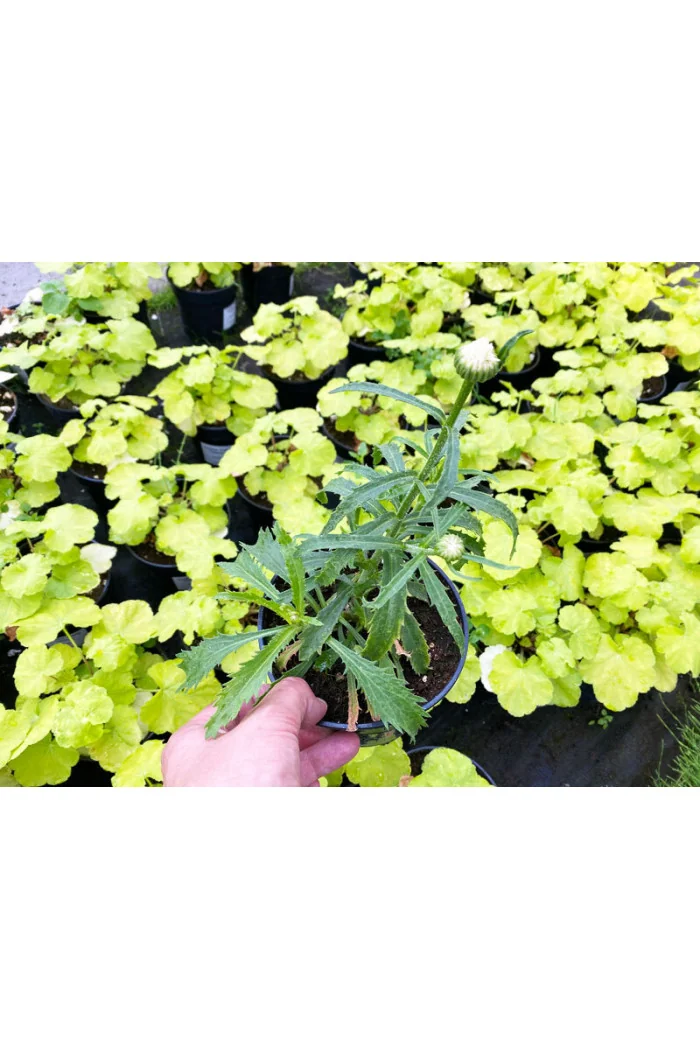 Złocień 'Sweet Daisy Cher' Leucanthemum x superbum