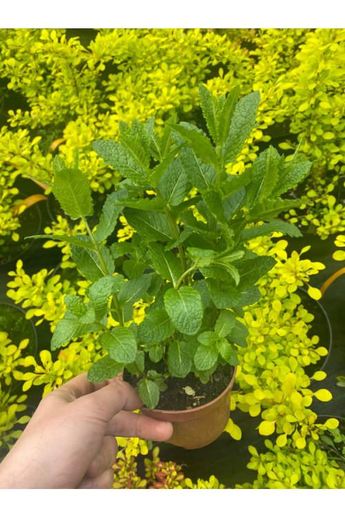 Mięta 'Mojito' | Mentha spcata 'Mojito'