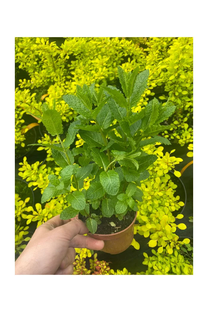 Mięta 'Mojito' | Mentha spcata 'Mojito'