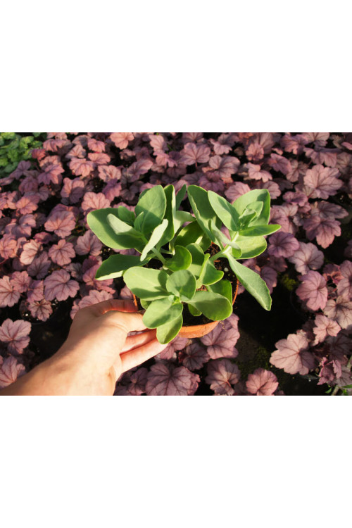 Rozchodnik 'Thunderhead' | Sedum