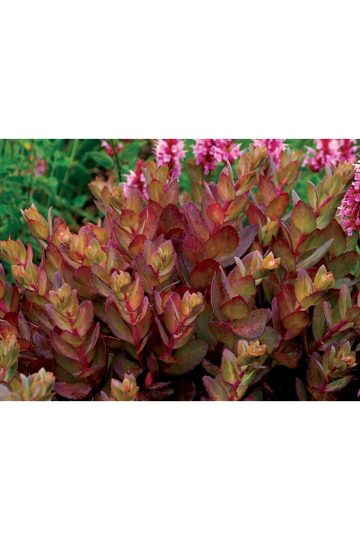 Rozchodnik 'Thunderhead' | Sedum