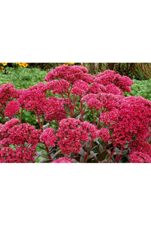 Rozchodnik 'Thunderhead' | Sedum