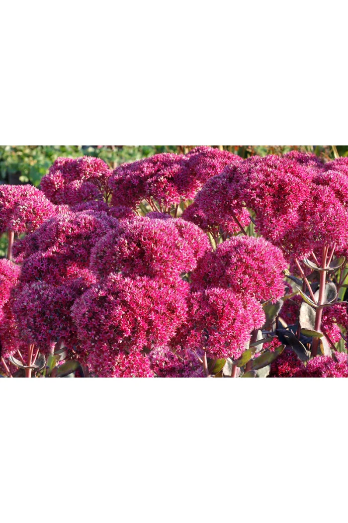 Rozchodnik 'Thunderhead' | Sedum