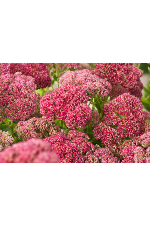 Rozchodnik karpacki 'Autumn Joy' | Sedum telephium