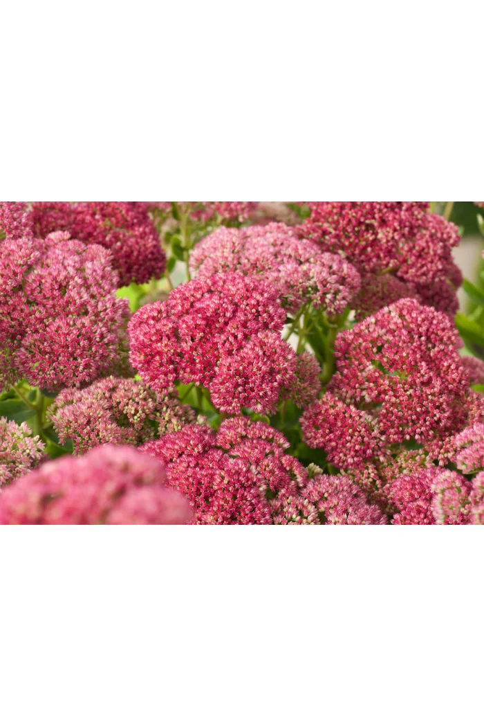 Rozchodnik karpacki 'Autumn Joy' | Sedum telephium