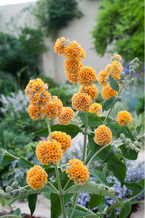 Budleja (Omżyn) Weyera 'Sungold' | Buddleja weyeriana