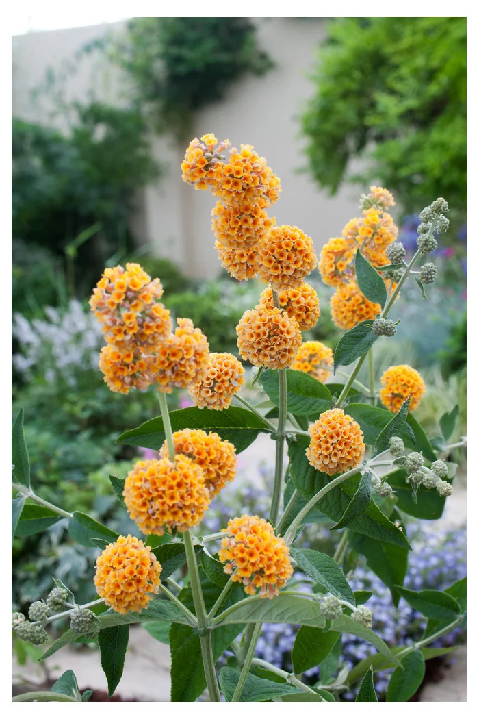 Budleja (Omżyn) Weyera 'Sungold' | Buddleja weyeriana