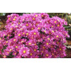 Aster 'Island Tonga' | Aster