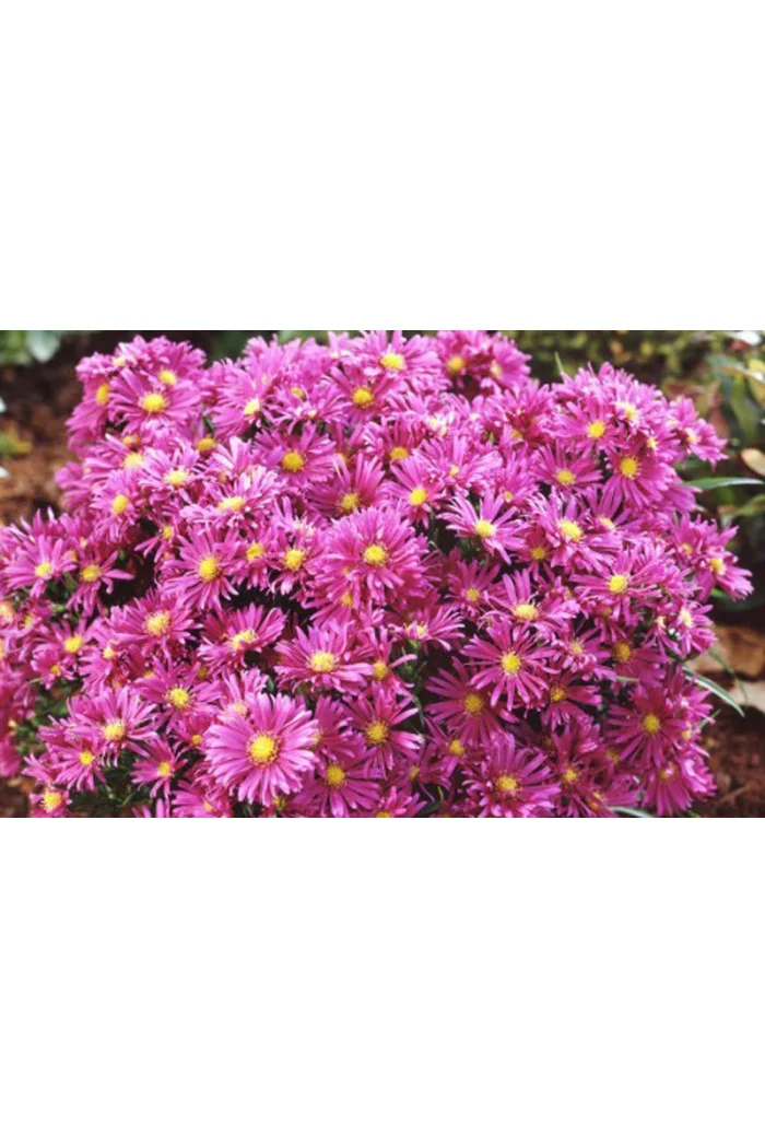 Aster 'Island Tonga' | Aster