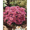 Aster 'Island Tonga' | Aster