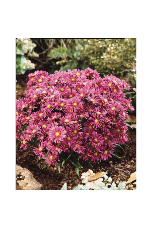 Aster 'Island Tonga' | Aster