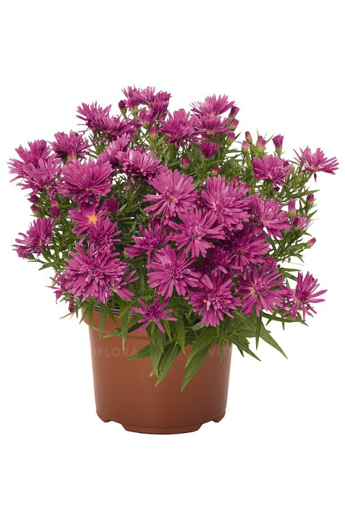 Aster 'Island Tonga' | Aster