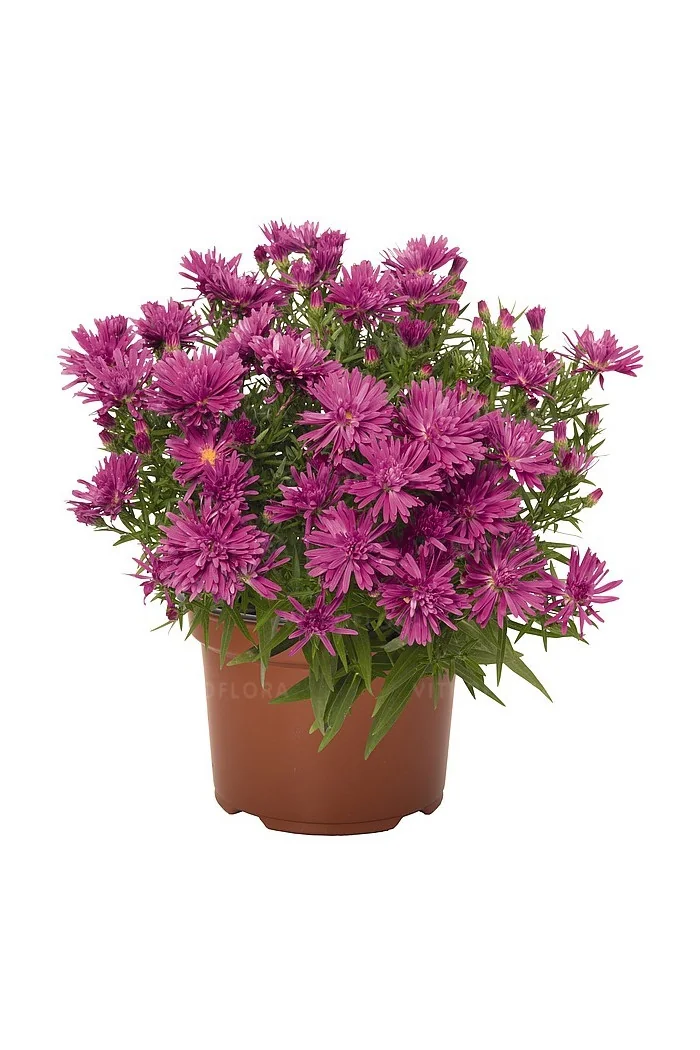 Aster 'Island Tonga' | Aster