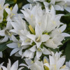 Dzwonek 'Genti White' | Campanula