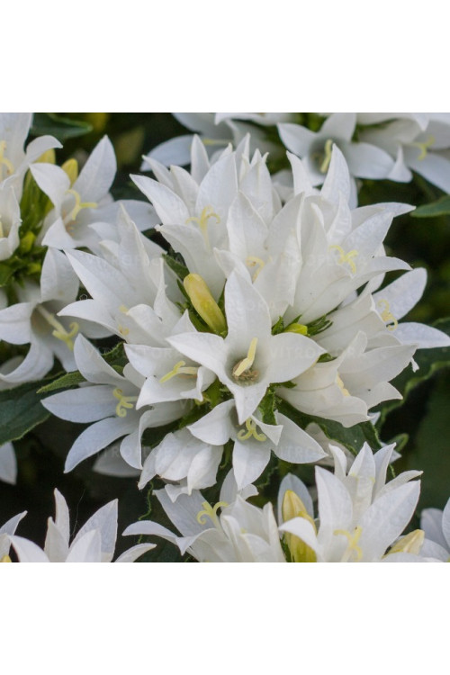 Dzwonek 'Genti White' | Campanula
