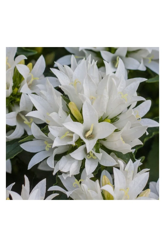 Dzwonek 'Genti White' | Campanula