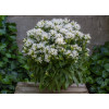 Dzwonek 'Genti White' | Campanula