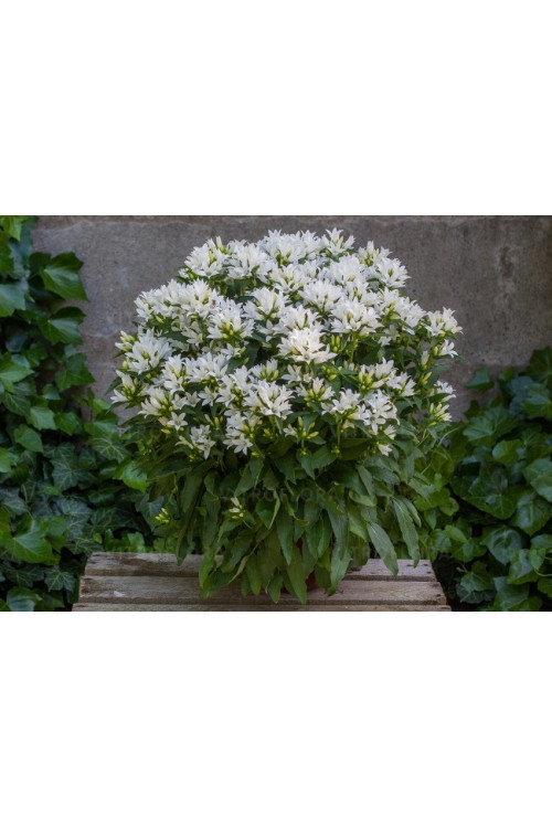 Dzwonek 'Genti White' | Campanula