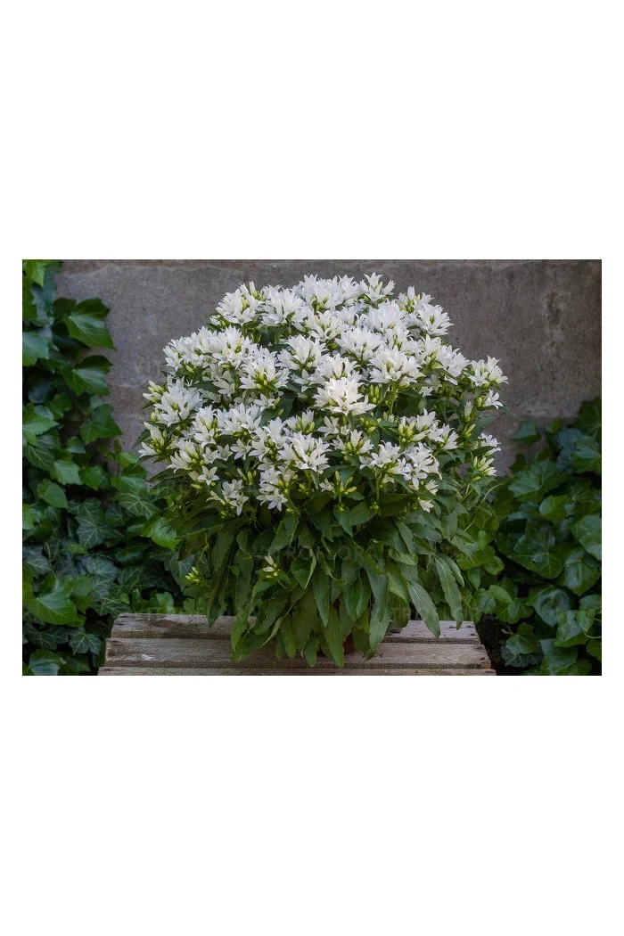 Dzwonek 'Genti White' | Campanula