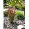 Proso rózgowate 'Sangria' | Panicum virgatum