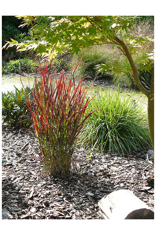 Proso rózgowate 'Sangria' | Panicum virgatum