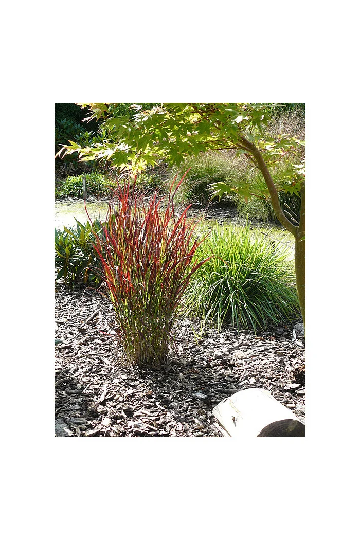 Proso rózgowate 'Sangria' | Panicum virgatum