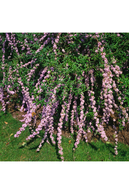 Budleja skrętolistna | Buddleja alternifolia