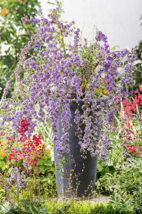 Budleja skrętolistna | Buddleja alternifolia