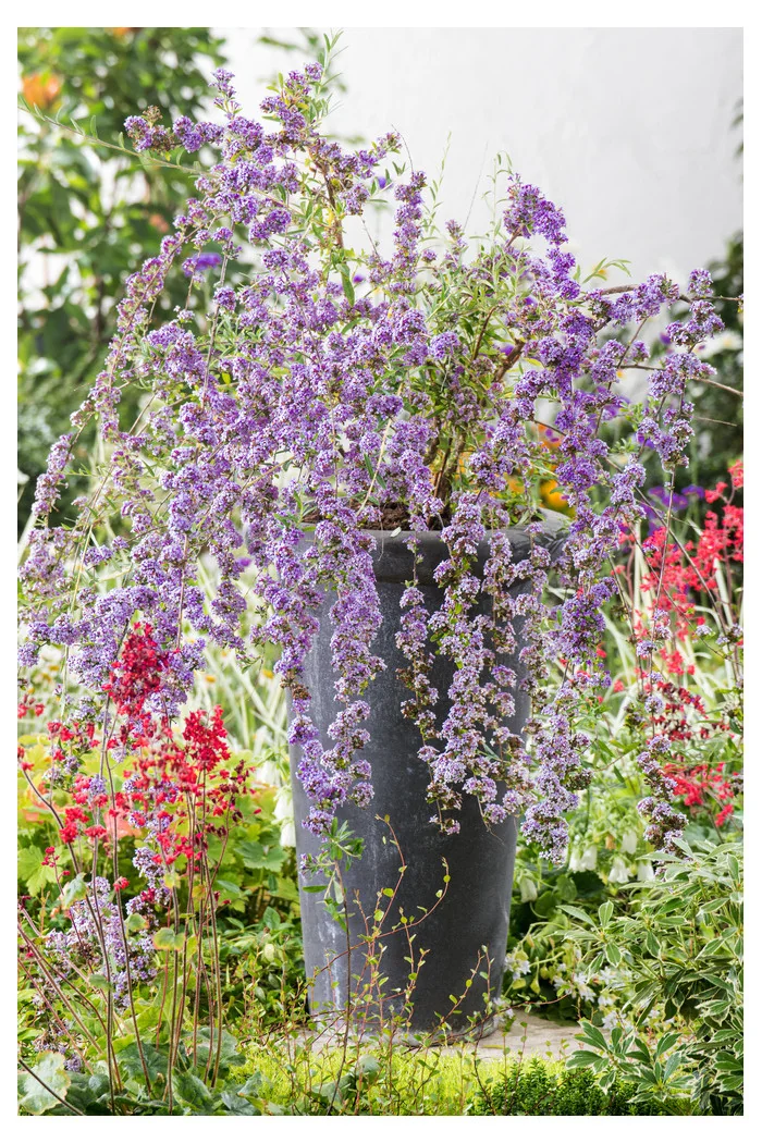 Budleja skrętolistna | Buddleja alternifolia