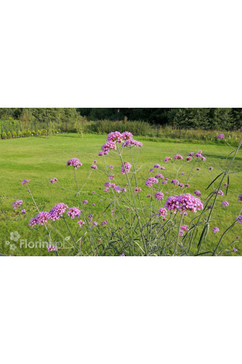 Werbena patagońska | Verbena bonariensis