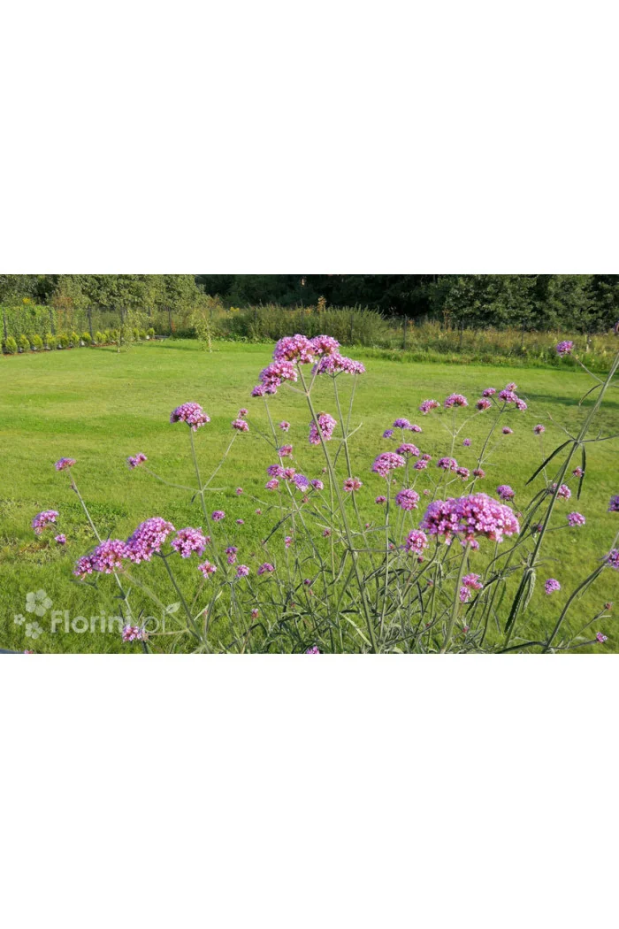Werbena patagońska | Verbena bonariensis