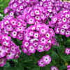 Floks wiechowaty 'Flame Purple Eye' | Phlox panniculata