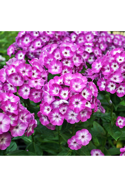 Floks wiechowaty 'Flame Purple Eye' | Phlox panniculata