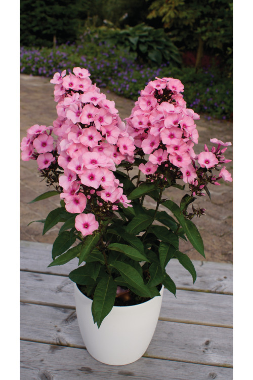 Floks wiechowaty 'Famous Pink with Eye' Phlox panniculata