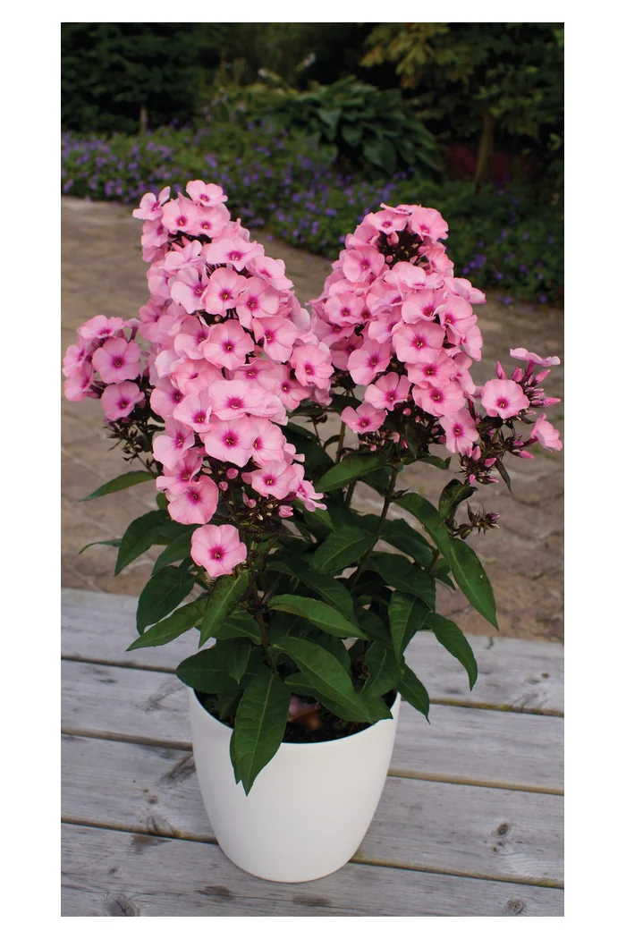 Floks wiechowaty 'Famous Pink with Eye' Phlox panniculata
