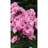 Floks wiechowaty 'Famous Pink with Eye' Phlox panniculata