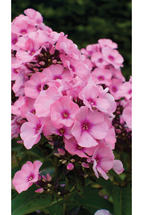 Floks wiechowaty 'Famous Pink with Eye' Phlox panniculata