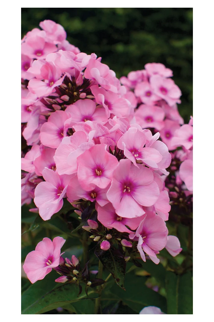 Floks wiechowaty 'Famous Pink with Eye' Phlox panniculata