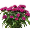 Pysznogłówka 'Balmy Purple' | Monarda